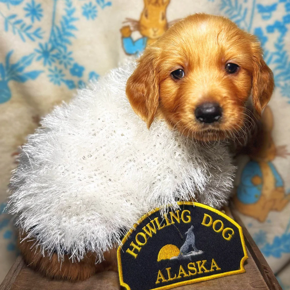 Angel Sweater - Image 3