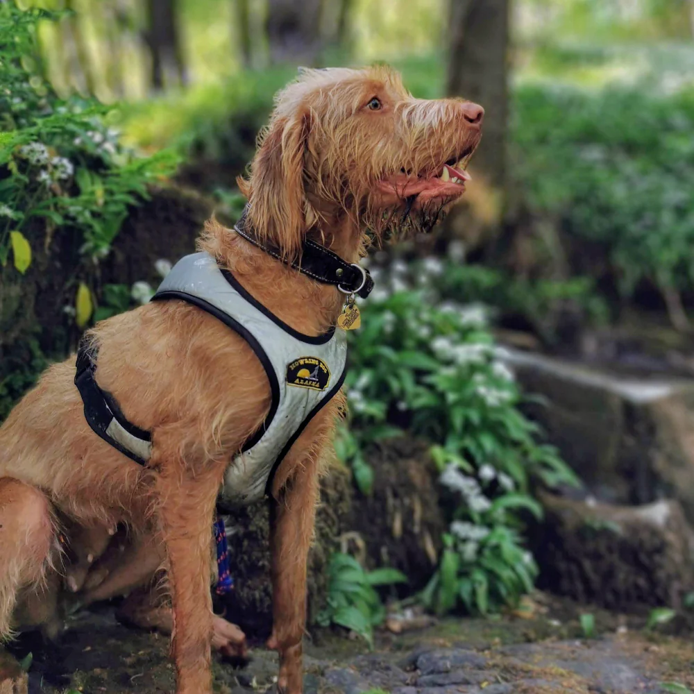 Flash™ Harness - Image 4