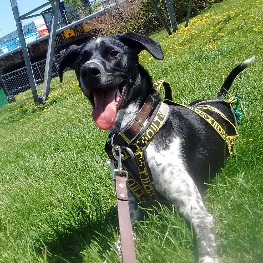 Hound Harness - Image 4