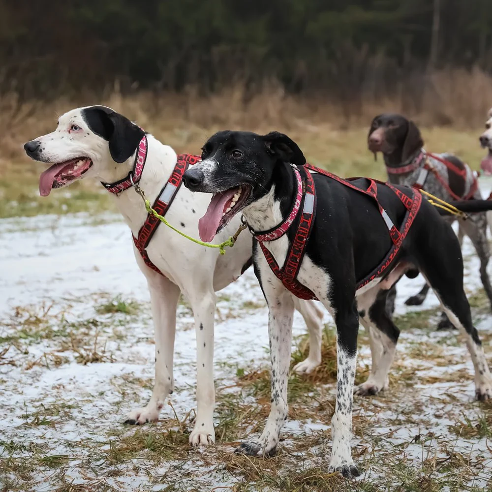 Light Weight Harness - Image 4