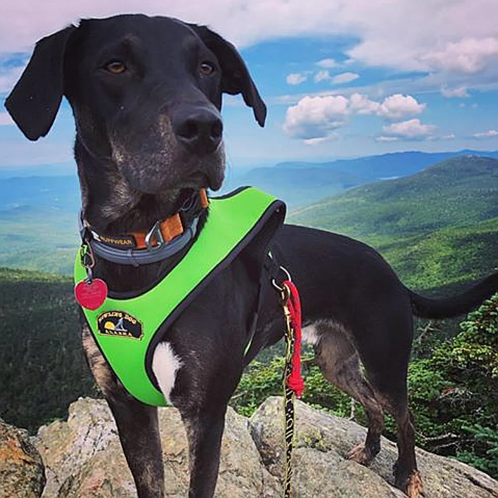 Limited Edition Harness - Image 3