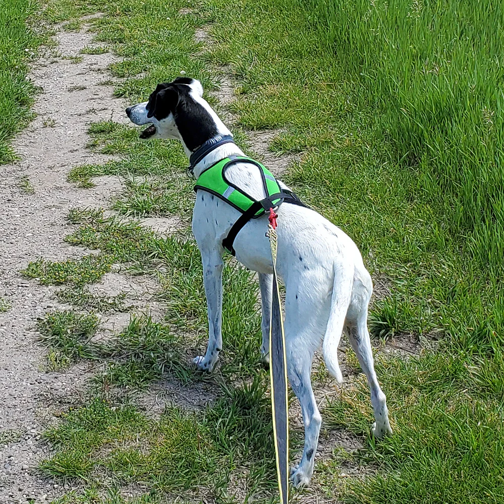 Limited Edition Harness - Image 4