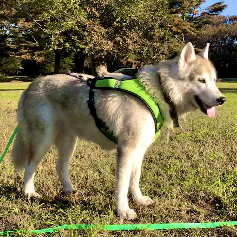 Limited Edition Harness - Image 5