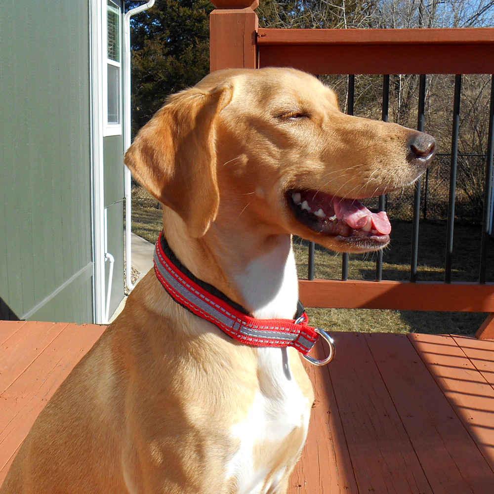 Padded Collar - Image 3