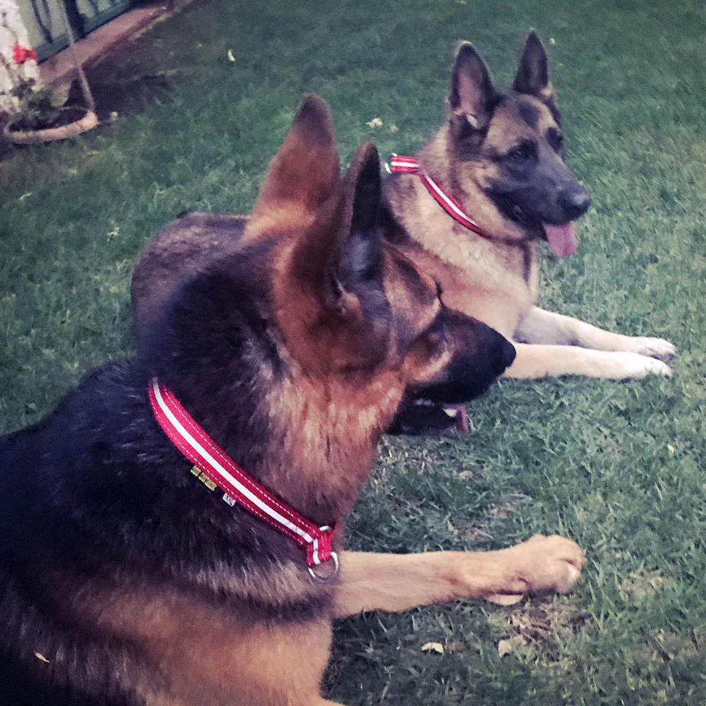 Padded Collar - Light Weight - Image 5