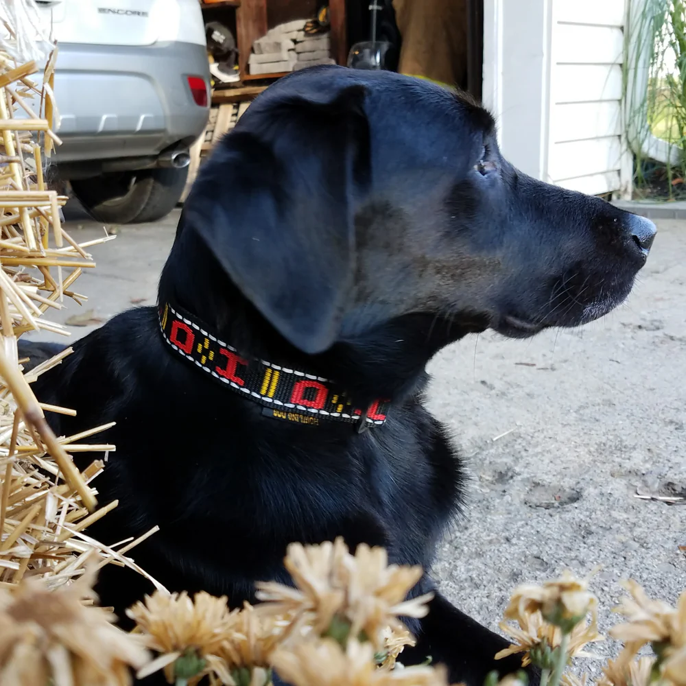 Standard Collar - Image 3