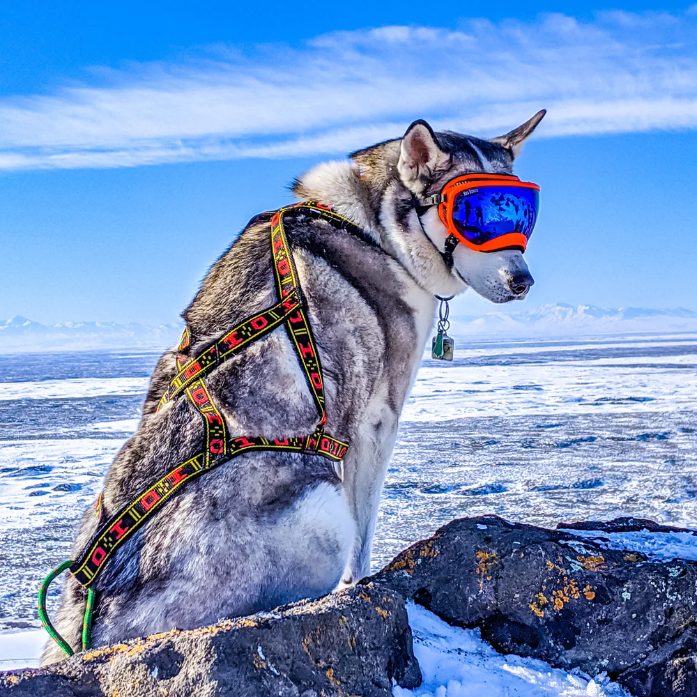 Standard Harness - Image 3