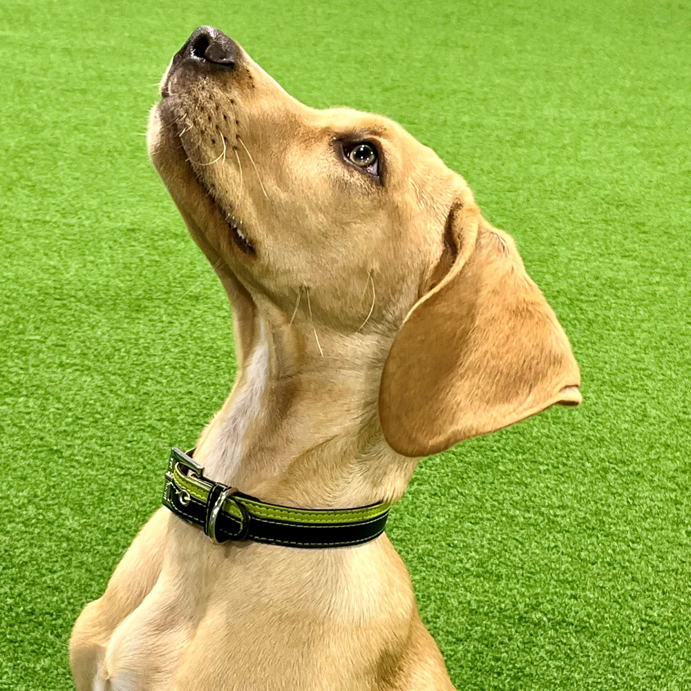 Two Tone Collar - Image 5